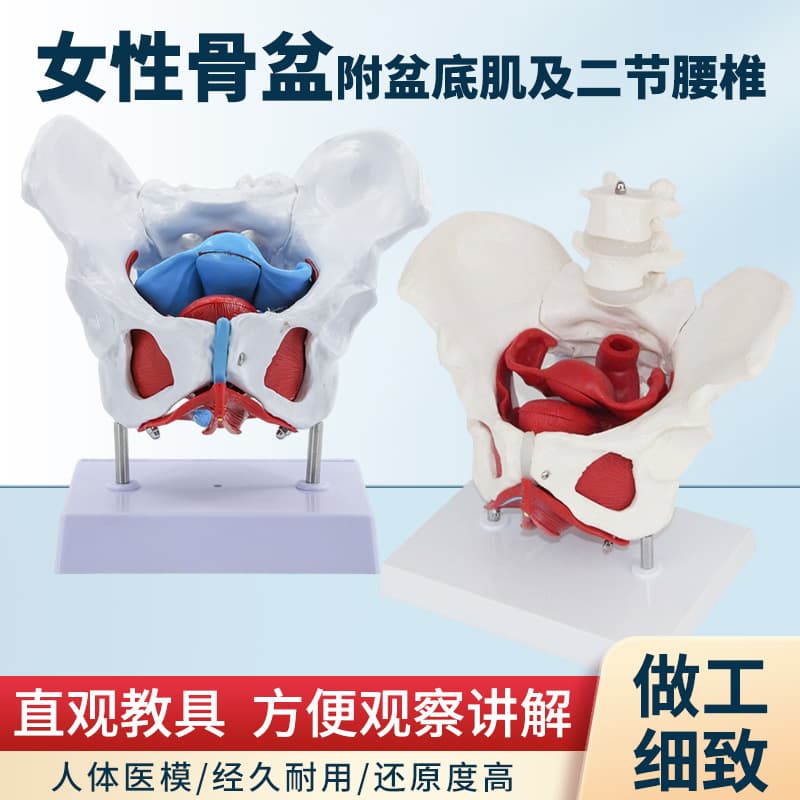 Female Pelvis and Pelvic Floor Muscle Model - Human Pelvis Skeleton Anatomy Model
