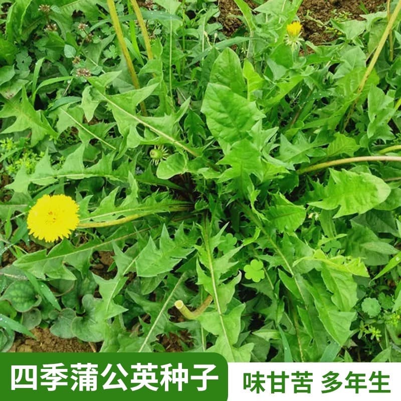 Dandelion Seeds Four Seasons Wild Edible Medicinal Dandelion Vegetable Seeds Potted Vegetable Seeds