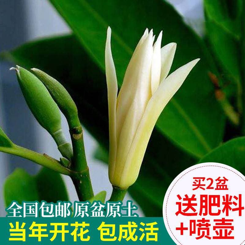 White Orchid Potted Flowers and Plants, Indoor Magnolia Tree Seedlings with Flower Buds, Blooming Green Plants, Strong Fragrance Type, Easy-Care Huangjiao Orchid