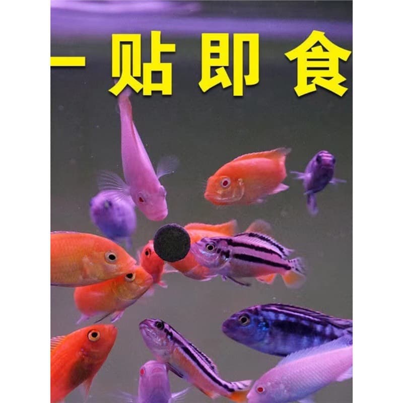 Sinking Fish Food Tablets for Small Fish, Guppy Food, Tetra, Betta, Goldfish, Tropical Fish, Universal Bloodworm and Brine Shrimp