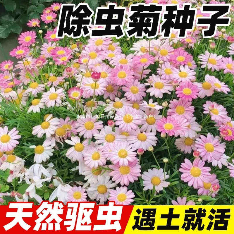Chrysanthemum seeds for mosquito repellent plants, mint, poppy, and sunflower seeds for year-round sowing and flowering.
