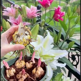 Supply Lily Bulbs, Ornamental Fragrant Lily Seedlings with Buds, Potted Flowering Plants, Desktop Plants, Mixed Wholesale