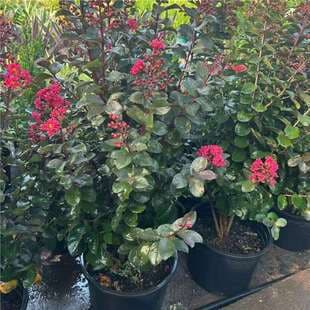 Crape Myrtle Flower Potted, Dwarf Crape Myrtle Seedling Ground Planting Courtyard Hundred Day Red Pink Flower Crape Myrtle Velvet Crape Myrtle Seedling Flower