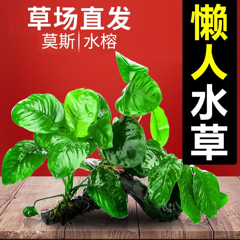 Aquarium Live Plant Landscaping Set, Water Cultivation Shade Live Plant, Live Grass, Driftwood, Low Maintenance Oxygenating, Moss, Anubias