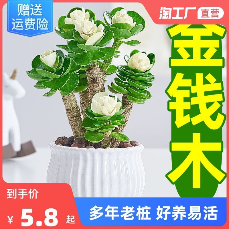 Money Tree Bonsai, Lucky Tree, Old Stump Succulent, Small Money Plant, Office Indoor Easy Care, Fortune Green Plant