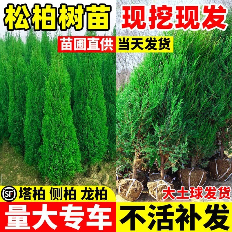 Evergreen pine and cypress seedlings, tower cypress, oriental arborvitae, cemetery trees, road greening, cold-tolerant, easy to grow, round cypress, pine trees