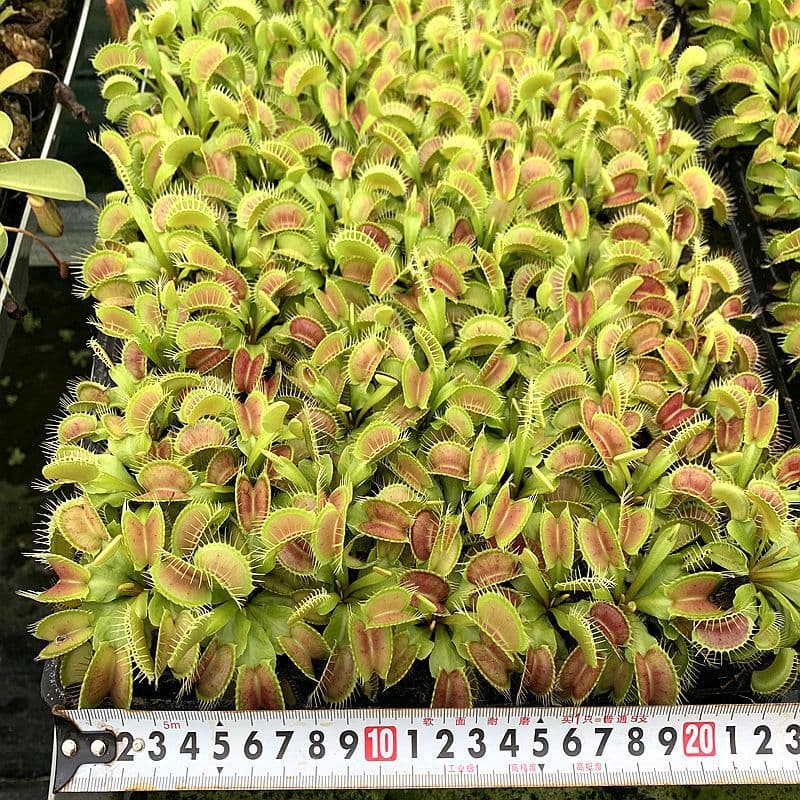 Mosquito Repellent Plant Micro-Landscape Potted Plants for Students Popular Science Green Plants Flytrap Seedlings Wholesale for Small Commodity Stalls