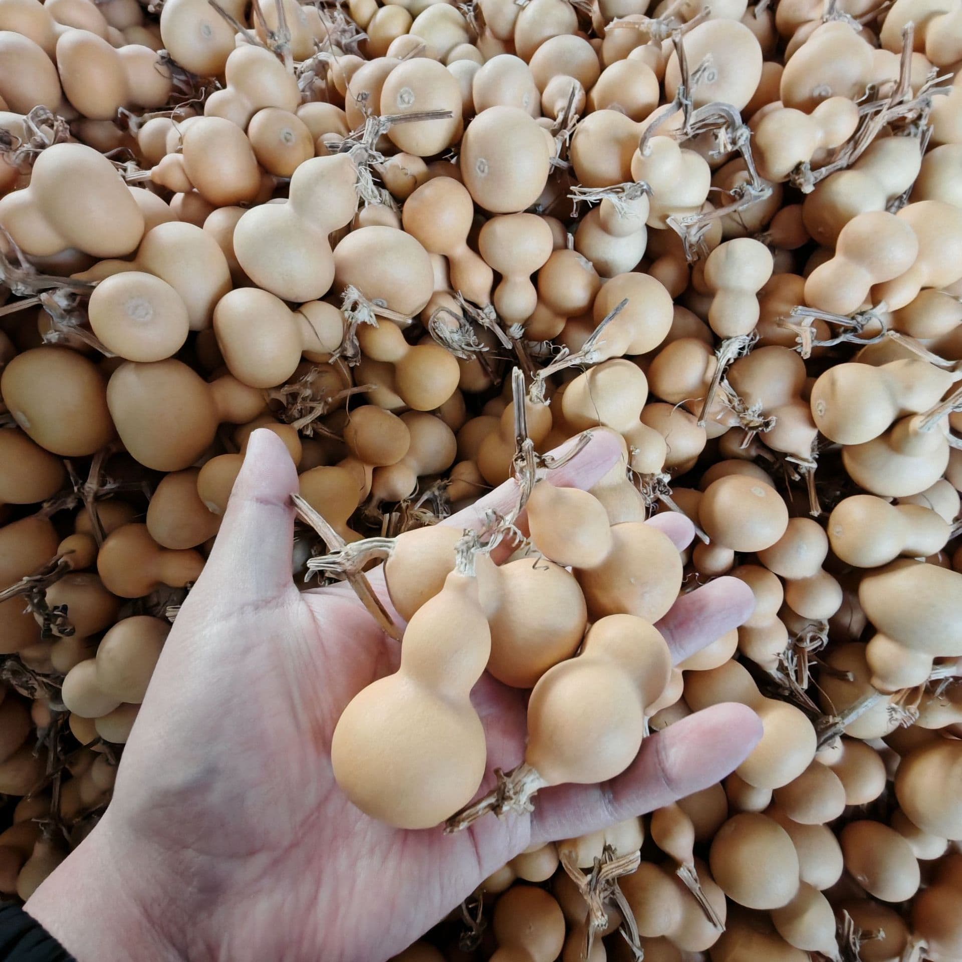 Wholesale natural small gourds, hand-twisted gourds, collectible gourds, electronic invoices available.