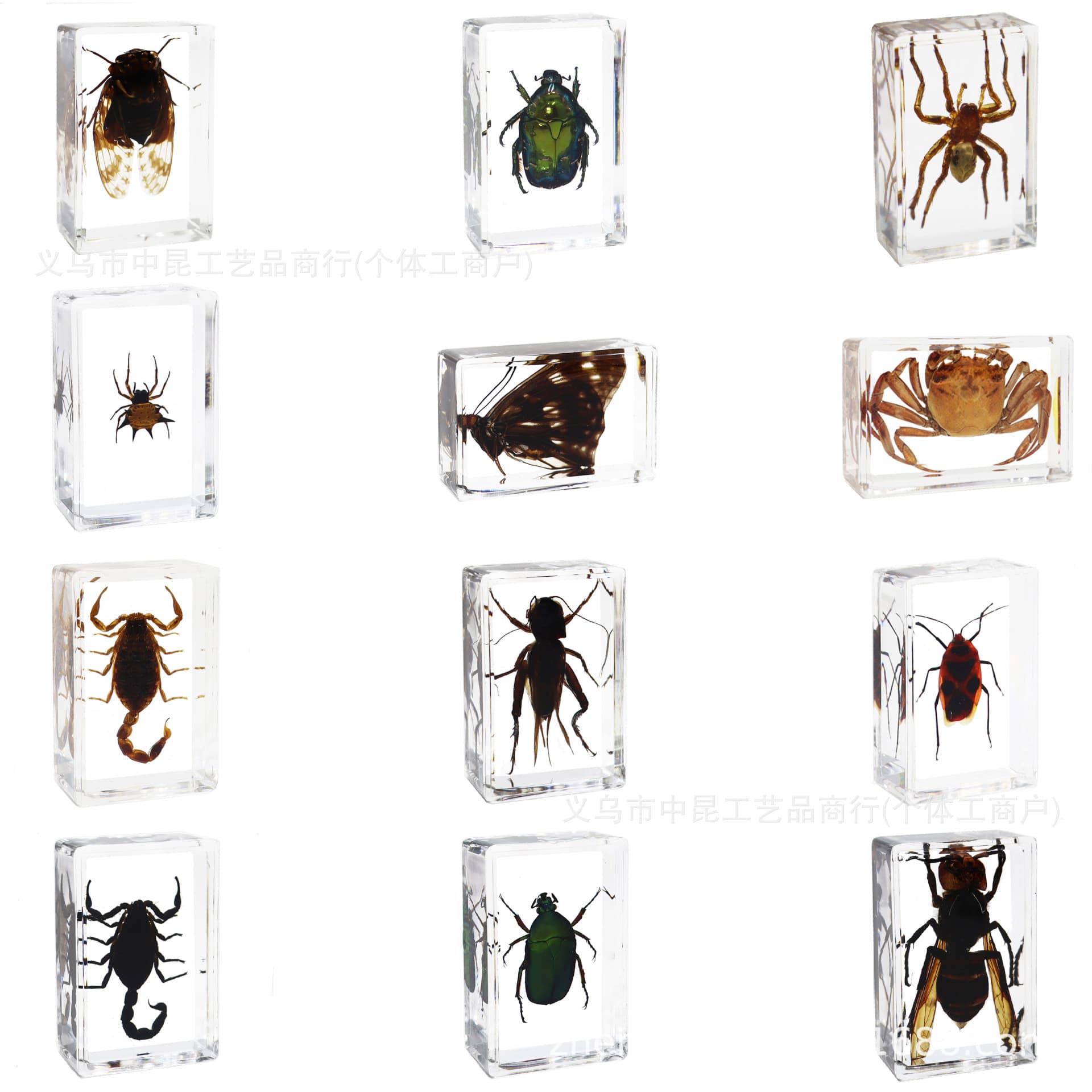 Zhongkun, Zhenfang, Jingling real insect specimens, Yiwu factory direct sales supporting all platforms with drop shipping.