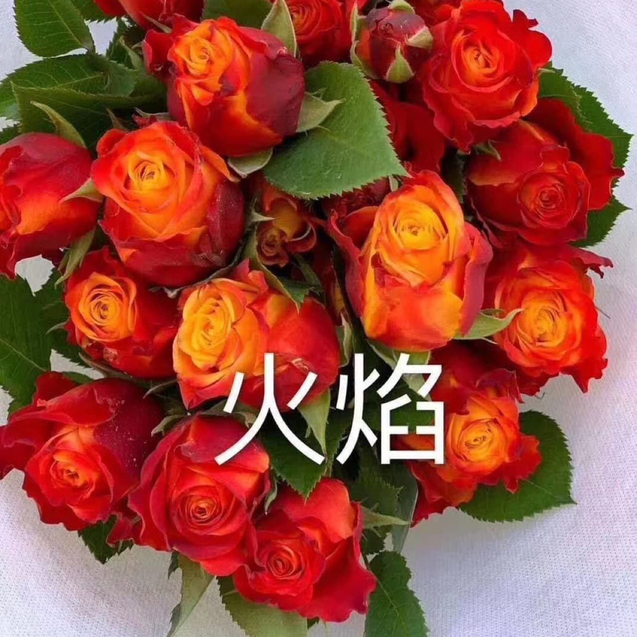 Flame Four Seasons Rose Large Flower Rose New Variety Fresh Cut Flower Seedling Golden Coast Rose Seedling Yellow Rose
