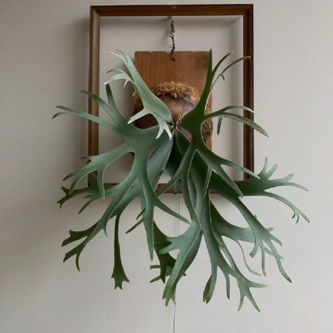Wall-mounted hydroponic green plant, bifurcated hanging moss potted plant, wall-mounted staghorn fern board plant, fern plant