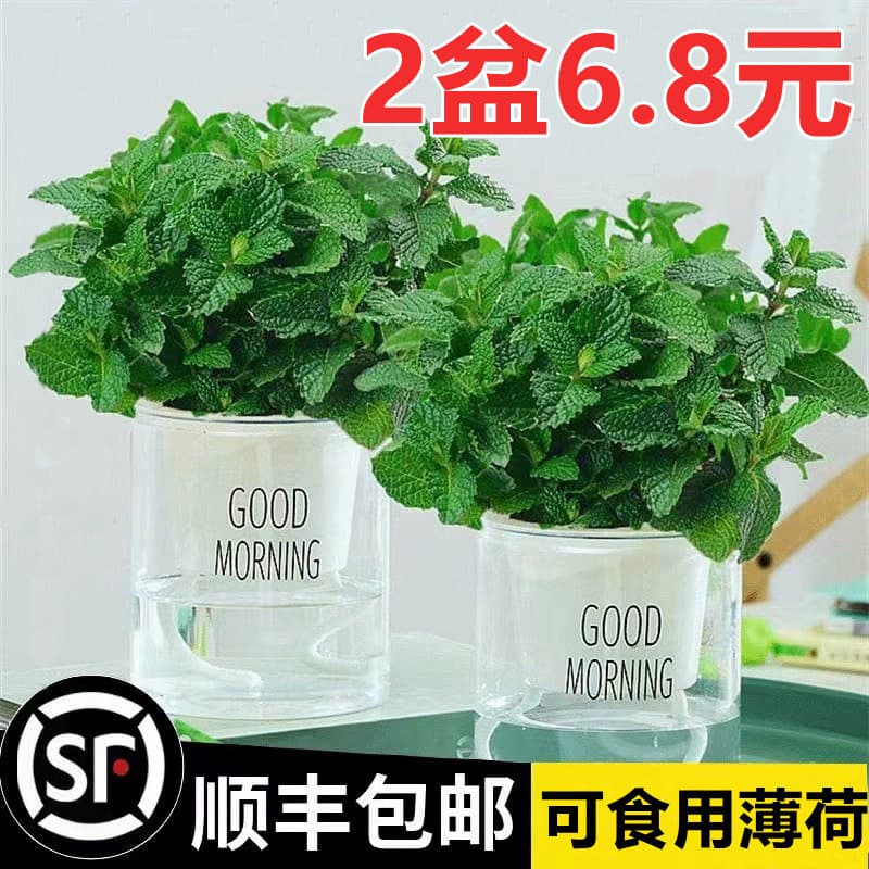 Mint potted hydroponic plants indoor edible mint leaves mosquito repellent green plants living room balcony easy to grow flowers and plants