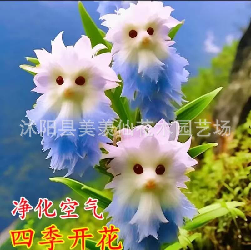 Hot Selling Big Flower Face Cat Orchid Rich Fragrance New Potted Plant Cute Shape Removes Formaldehyde