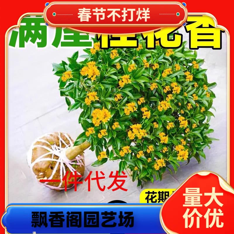 Drop Shipping Osmanthus Tree Seedlings Four Seasons Osmanthus Flower Potted Plant August Osmanthus Seedlings Golden Osmanthus Large Tree Ground Planting Fragrant Blooms