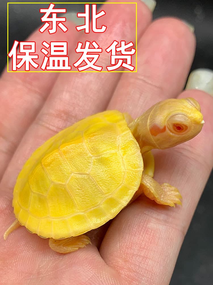 Mutated albino Brazilian turtle seedling pet ornamental caramel gold armor Internet celebrity deep water fish tank mixed breeding Xiaoqimei Trading Company