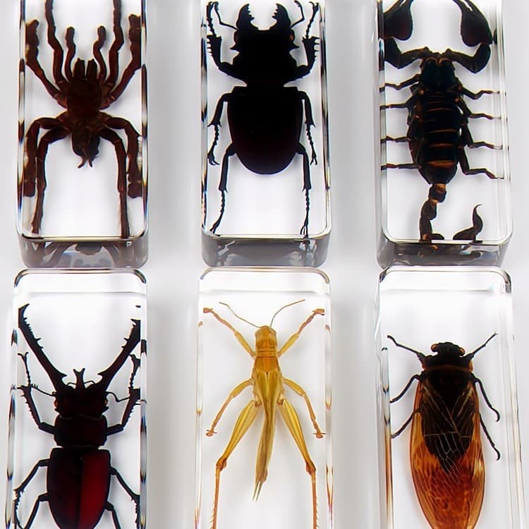 Small Animal Insect Specimens Resin Marine Animal Crystal Amber Scorpion Spider Ant Crab Real Insect Crafts