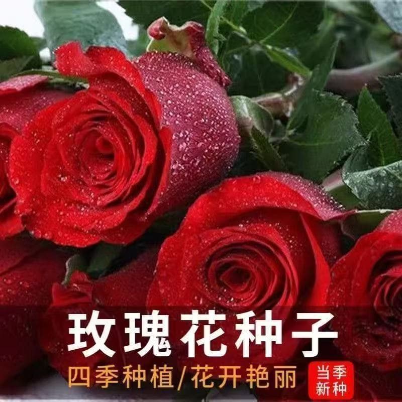 Rose Seeds Easy to Grow Flower Seeds for All Seasons - Cross-Border E-Commerce Supply