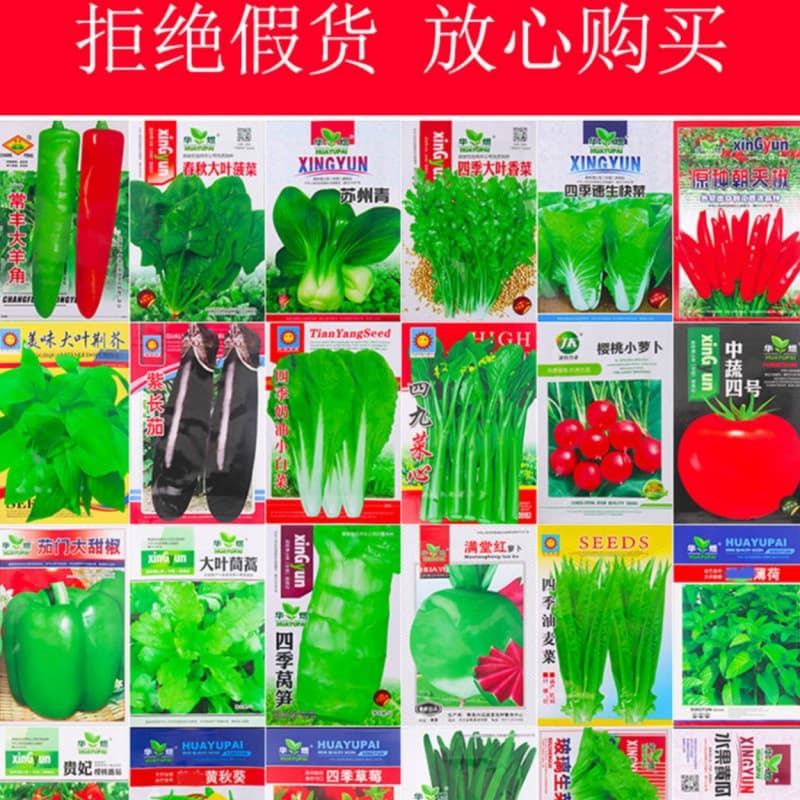 Vegetable seeds sown in pots for all seasons, balcony courtyard, coriander, greens, radish, lettuce, shallots, spinach seeds, beans, peppers