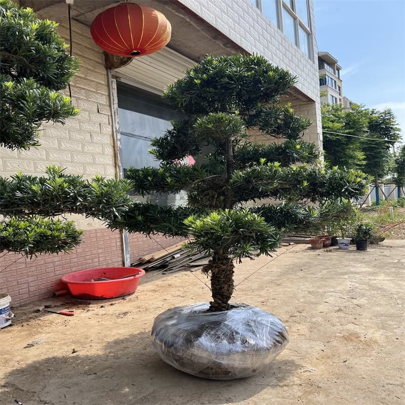 Podocarpus macrophyllus tree seedling, large tree, sparrow tongue, rice leaf, welcoming pine, old tree stump, villa courtyard potted bonsai, shaped large tree species