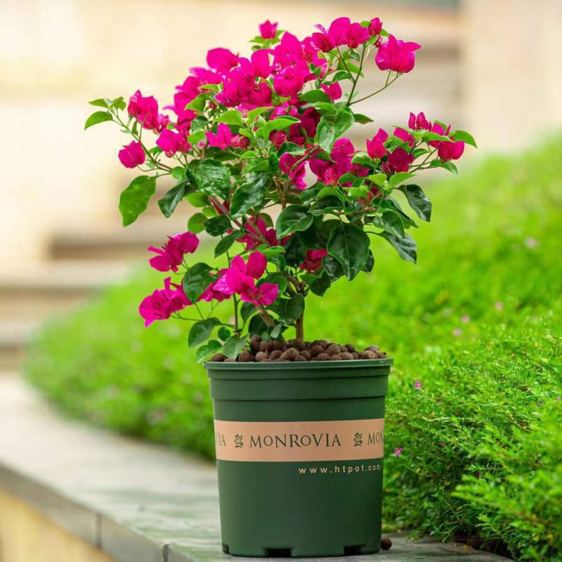 Bougainvillea Potted Plant with Pot, Multi-Color, Four-Season Blooming, New Large Variety, Double-Petal Flowers, Climbing Plant