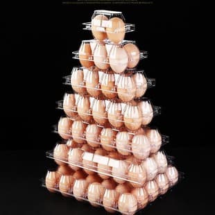 Transparent Disposable Egg Packaging Box Egg Tray Plastic Thickened Egg Box Egg Holder Factory Direct