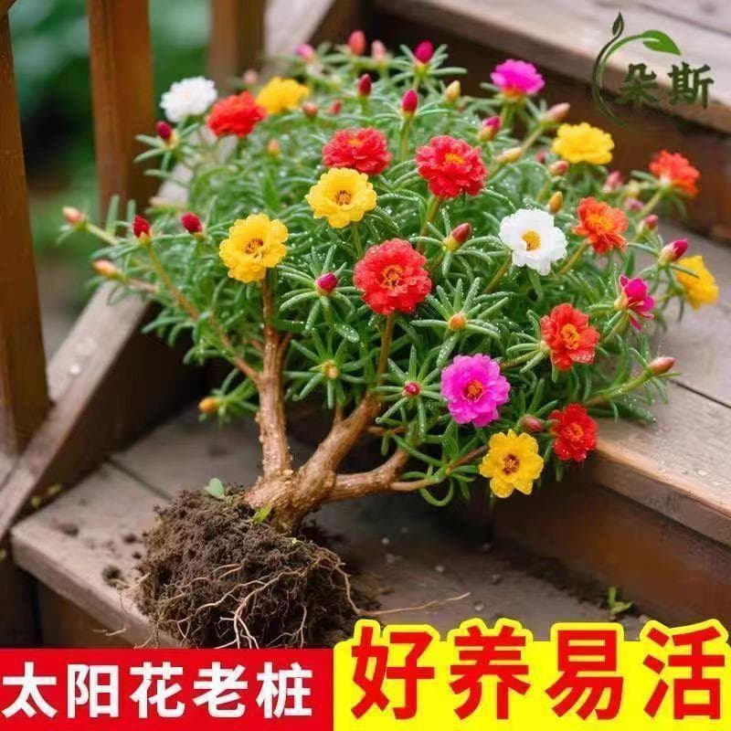 Sunflower old pile multi-color double petals cold-resistant and heat-resistant four-season flowering essential flower base for balcony and courtyard straight hair