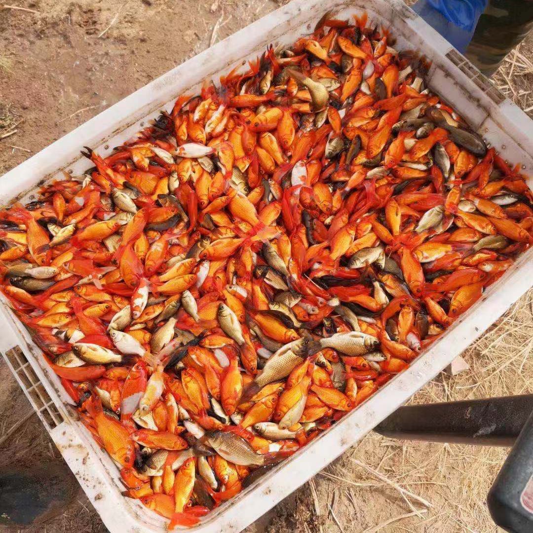 Goldfish Red Grass Carp Feed, Fish Grass, Goldfish, Koi, Coldwater Fish, Ornamental Fish, Live Fish by Pound