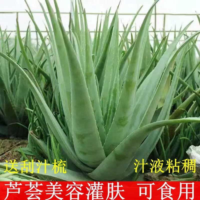 Curacao Aloe Vera Potted Plant - Beauty Aloe Edible Green Plant Aloe Seedling for Beauty Salon Use