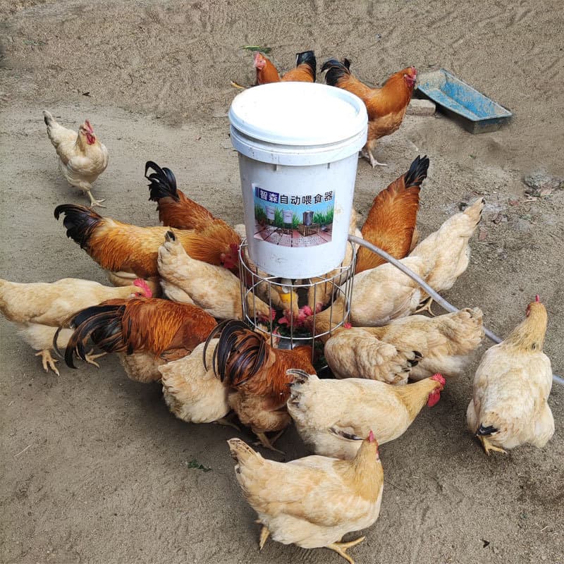 Chickens, pigeons, chickens and ducks, pigeon troughs, timed and fully automatic feeding chickens and pigeons supplies