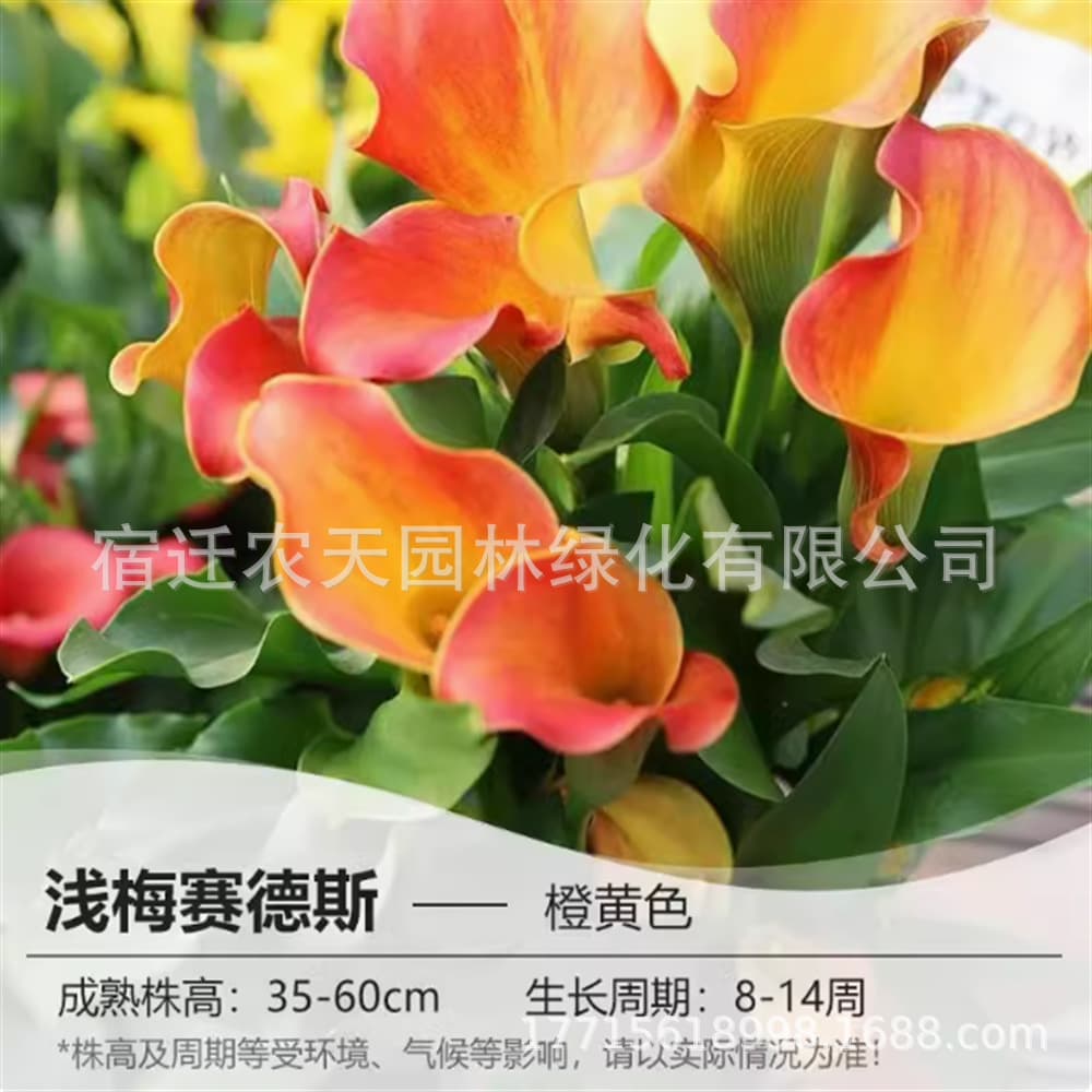 Monologue Bulb Colorful Calla Lily Bulb Flower Plant Potted Ground Planting Variety All Year Round Planting