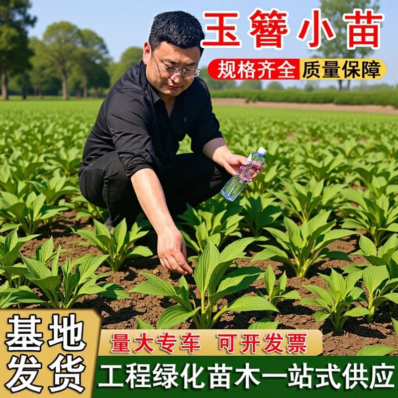 Hosta seedlings, perennial root flowers, shade-tolerant and cold-hardy, green leaf seedlings for courtyards, evergreen plants, Hosta seedlings