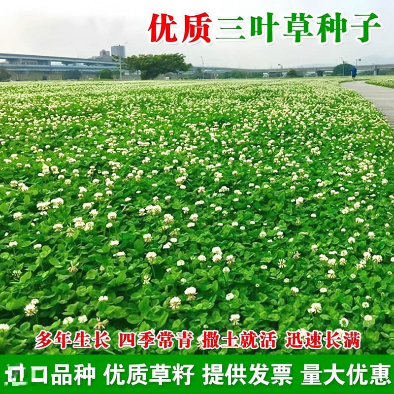 White Clover Seeds: Red Clover, White Clover Grass Seeds, Lucky Clover, Evergreen All Seasons, Cold Tolerant, Lawn Grass Seeds for Greening