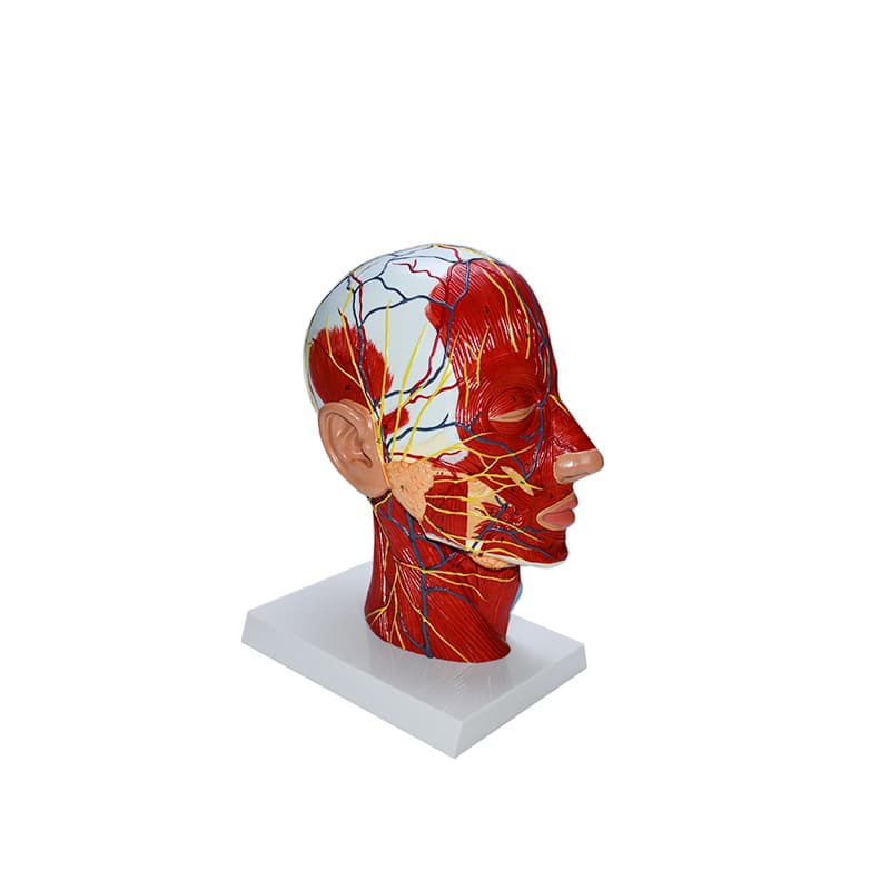 Wholesale High-Quality Human Head Anatomy Model Displaying Nerve and Blood Vessel Distribution