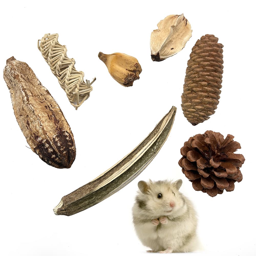 Natural Dried Fruit Parrot Foot Toy Bird Beak Grinding Fruit Toy Willow Walnut Okra Dried Pine Cone Small Pet Toy