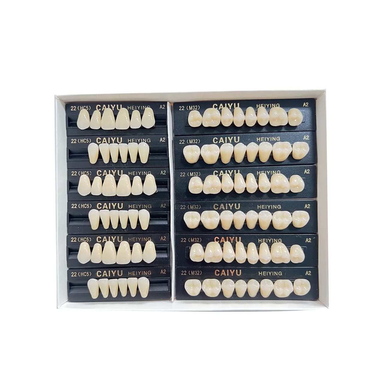 Film and television prop denture model, 28 loose teeth, tooth arrangement operation training tooth mold NEW ACE NAPFROF