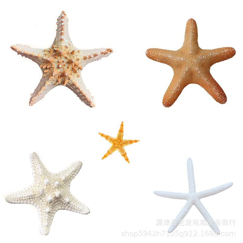 Natural Shell Conch Five-Finger Bread Starfish Multiple Hot-Selling Natural Starfish Hanging Ornament Decoration Wall Sticker