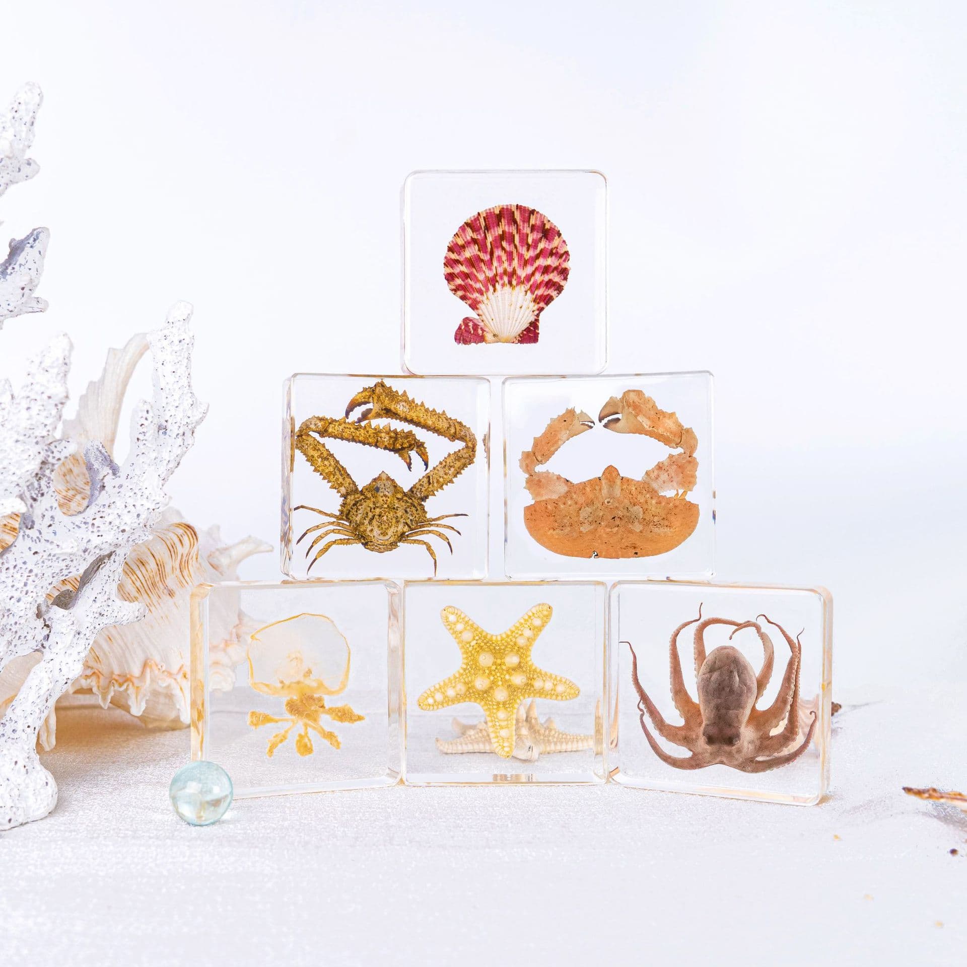 Real Marine Organism Resin Embedding Starfish Octopus Crab Turtle Science Teaching Aid Cultural Market Kindergarten Research