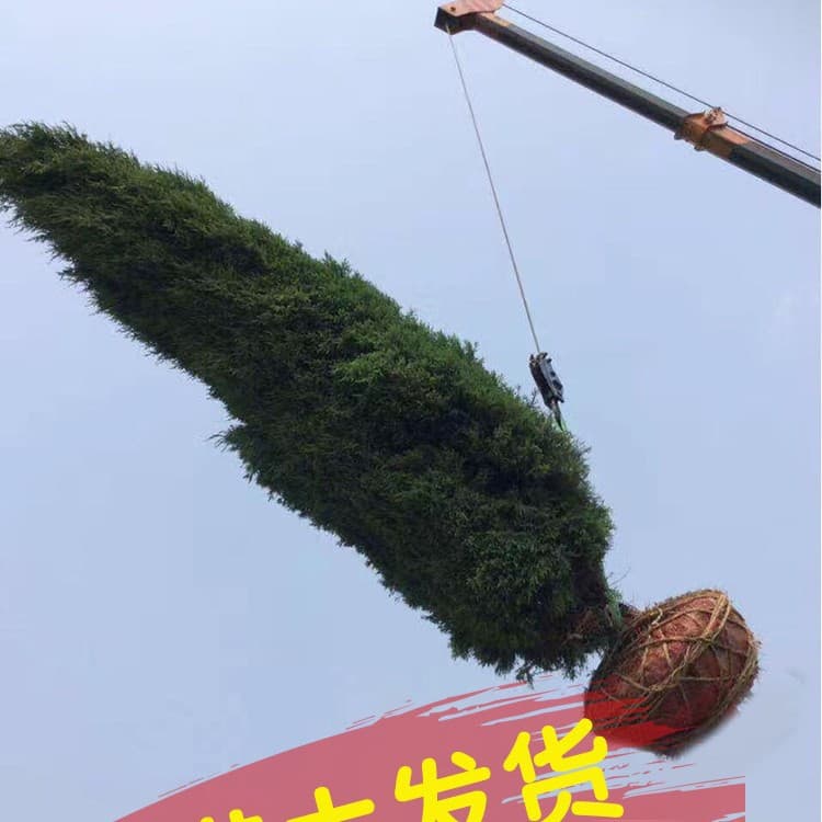 Cypress saplings, tower cypress, evergreen pine and cypress trees, large saplings, arborvitae, Sabina chinensis, flat cypress, pagoda pine, dragon cypress, cold-resistant