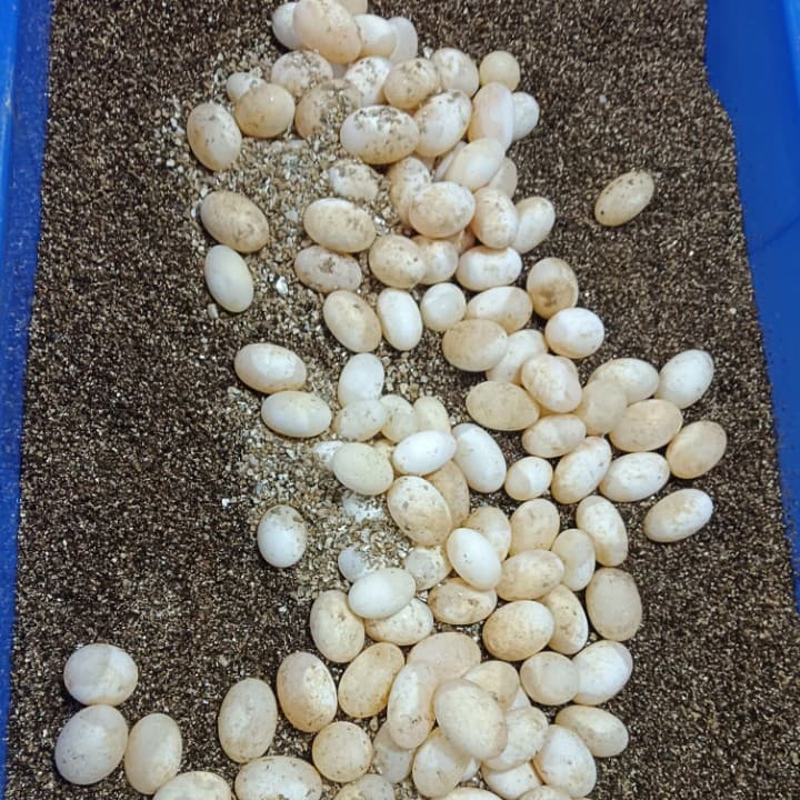 Red-eared Slider Turtle Eggs, Chinese Pond Turtle Eggs, Chinese Striped-neck Turtle Eggs, Alligator Snapping Turtle Eggs, Red-eared Slider Turtle Eggs, Pet Turtle Eggs, Fertilized Eggs, Hatchable Baby Turtles