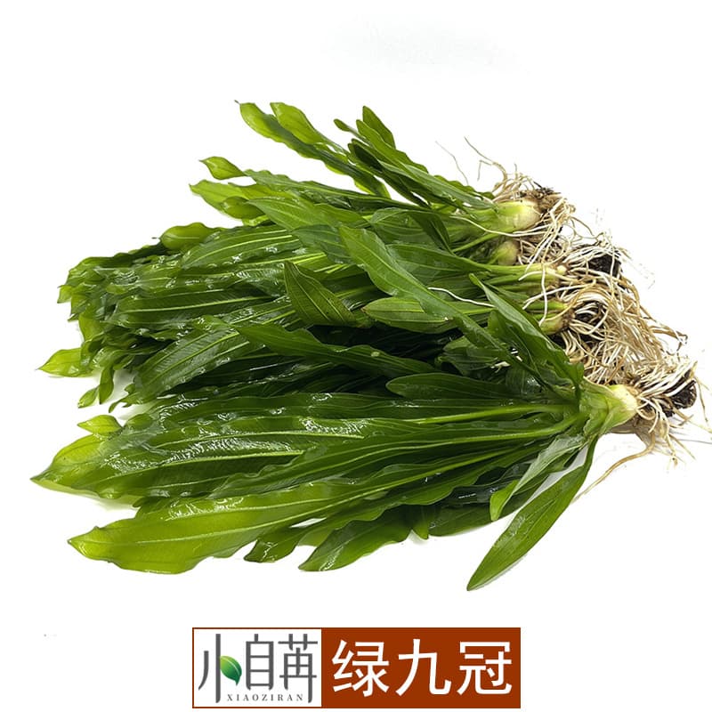 Green Nine Crown Live Aquarium Plant Bulk Wholesale, Large and Small Echinodorus, Easy to Grow and Maintain, Aquascaping