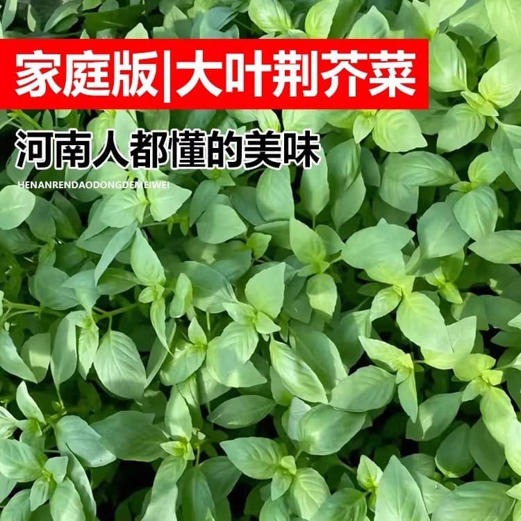 Large Leaf Catnip Seeds for Spring Farm Crops, Courtyard Balcony Potted Planting High Yield Vegetable Seeds