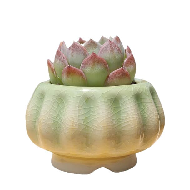 New Pumpkin Succulent Pot Creative Personalized Fresh Rainbow Ice Crack Glaze Cute Small Pot for Controlled Growing Special Offer