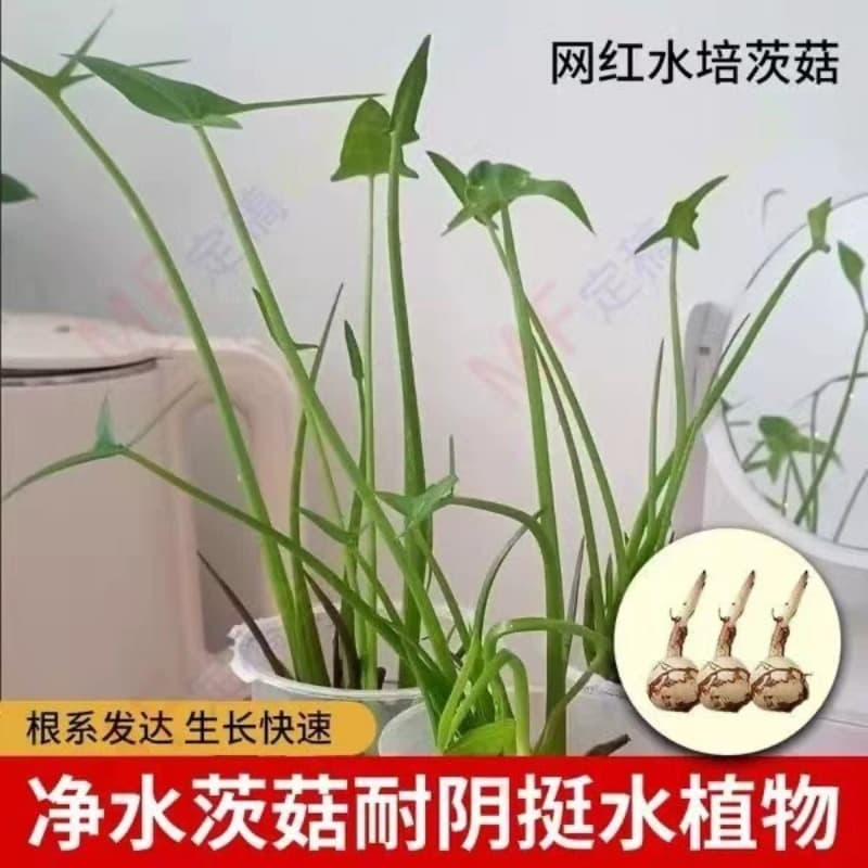 Sagittaria Trifolia Aquatic Plant Pond Fish Tank Water Purification Flower Bulbs