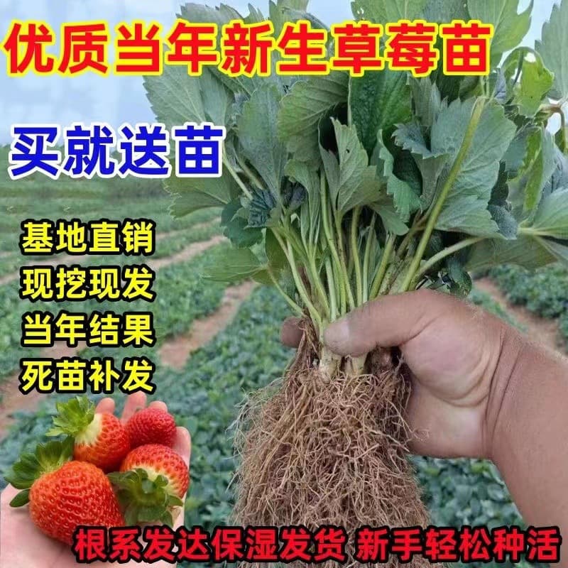 Dropshipping Strawberry Seedlings Red Strawberry Cream Strawberry Seedlings White Strawberry Potted Base E-Commerce Wholesale