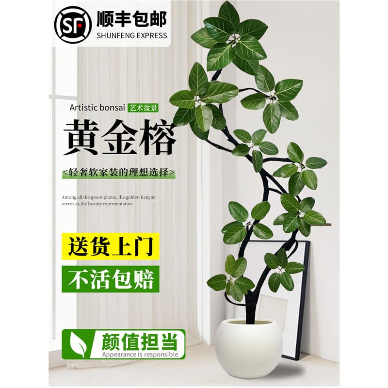 Bengal Fig Green Plant, Popular Large Green Plant for Indoor Living Room, Easy-To-Care-For Potted Golden Fig, High-Mountain Fig Tree, Floor-Standing