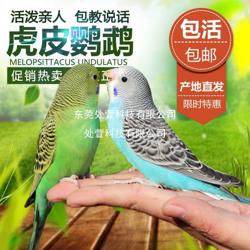 Parrot Live Bird Budgie Small Bird Talking Pet Bird Medium Small Parrot