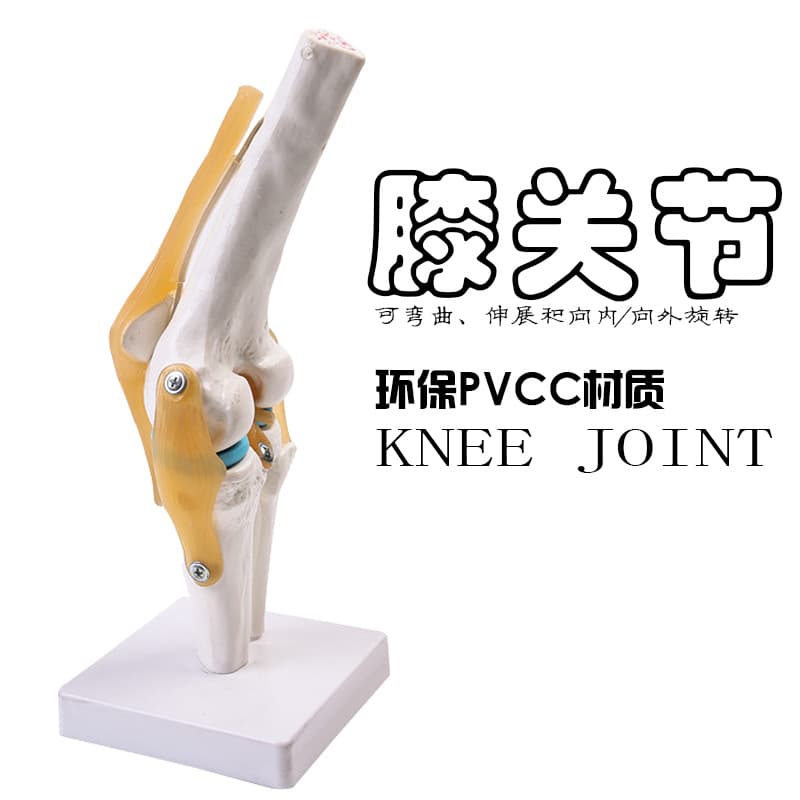 Human functional knee joint ligament group model human knee joint model orthopedic teaching display kneecap
