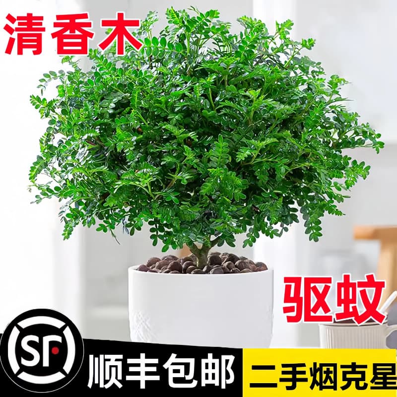 Fragrant pepper wood potted green plants flowers balcony indoor mosquito repellent grass seedling old stump mint rosemary