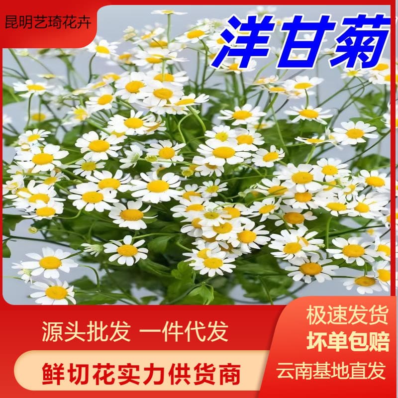 Chamomile Yunnan base flowers for home flower arrangement group purchase and flower stall flower materials can be shipped directly from Yunnan with free shipping.