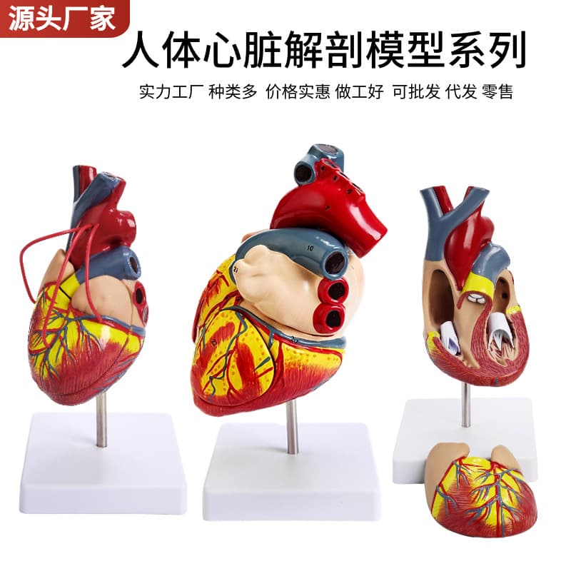 Heart anatomy model natural large teaching instrument 1:1 human heart anatomy B-ultrasound ultrasound medical model